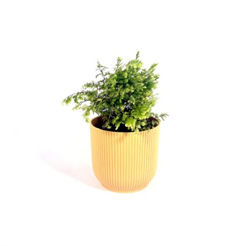 Adiantum raddianum "Lisa" (Felce) [Vaso 12cm]