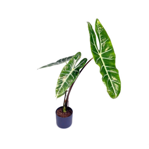 Alocasia longiloba (Orecchie d'Elefante) [Vaso 14cm | H. 70 cm.] (SPEDIZIONE GRATUITA)