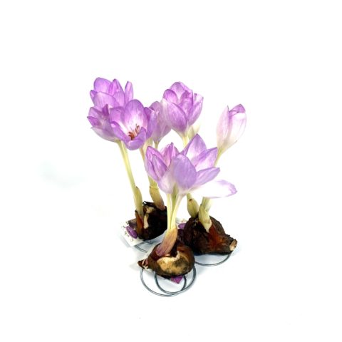 Colchicum Giant (1 BULBO)