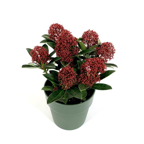 Skimmia japonica "Red Dwarf" [Vaso 13cm]