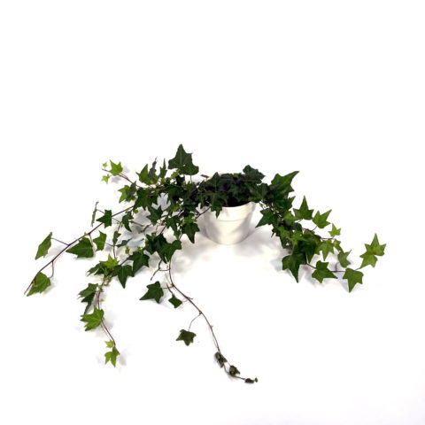 Hedera helix "Elja" (Edera) [Vaso 13cm]