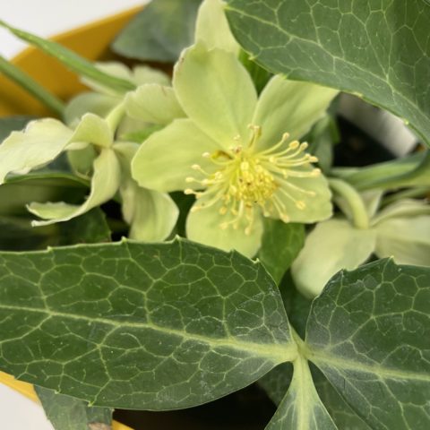 Helleborus "Green Marble" [Vaso 14cm] (SPEDIZIONE GRATUITA)