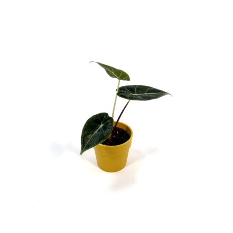 Alocasia longiloba Baby Plant (Orecchie d'Elefante) [Vaso 6cm]
