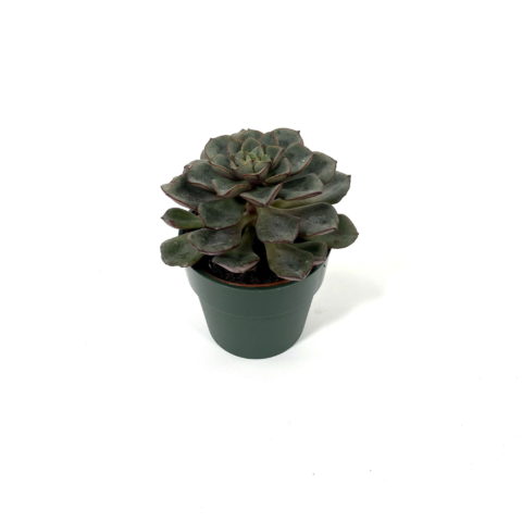 Echeveria "Moranii" [Vaso 8,5cm]
