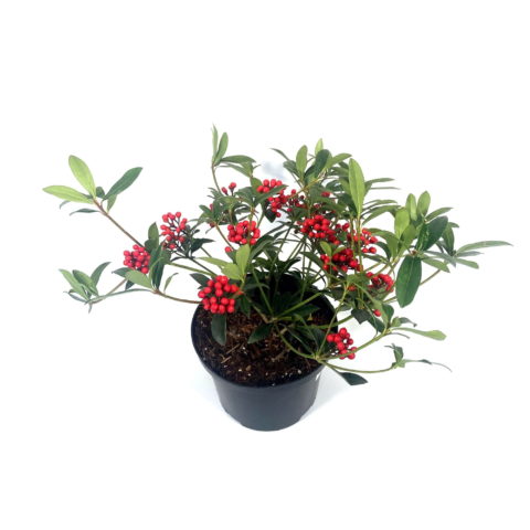 Skimmia japonica "Rockyfield Green" [Vaso 19cm]