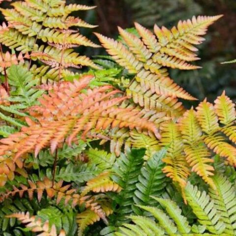 Dryopteris erythrosora "Autumn" [Vaso 14cm]