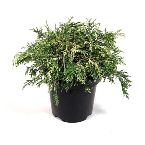 Chamaecyparis lawsoniana "Pearly Swirls" [Vaso 19cm]