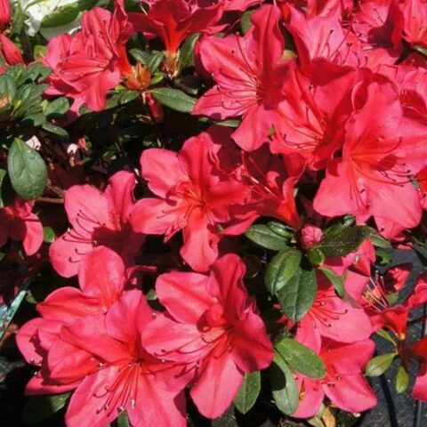 Azalea japonica "Arabesk" [Vaso 19cm]