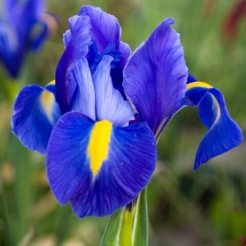 Iris hollandica Blue - Giaggiolo (25 BULBI)