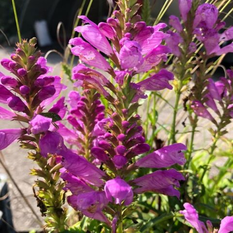 Physostegia virginiana "Vivid" [Vaso 18cm]