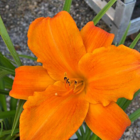 Hemerocallis x hybrida arancione [Vaso 18cm]