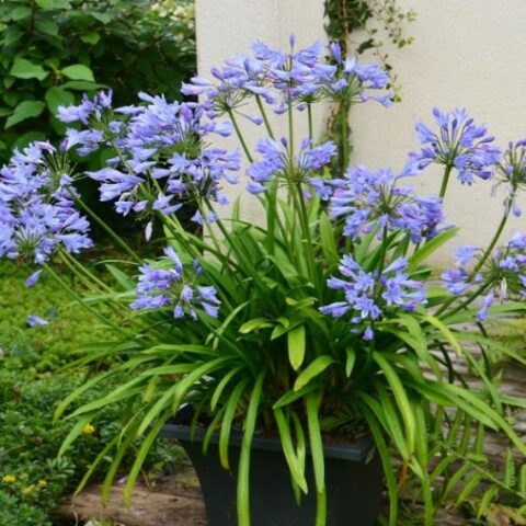 Agapanthus "Pitchoune Blue" (Agapanto) [Vaso 17cm]