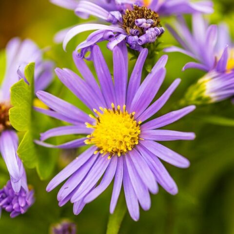 Aster dumosus "Blauer Gletscher" [Vaso 18cm]