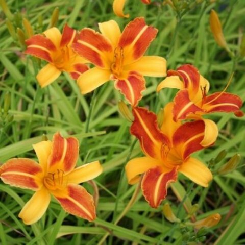 Hemerocallis "Frans Hals" [Vaso 18cm]