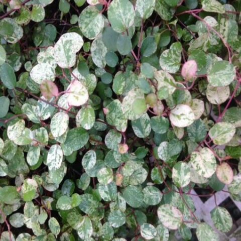 Muehlenbeckia complexa "Variegata" [Vaso 14cm]