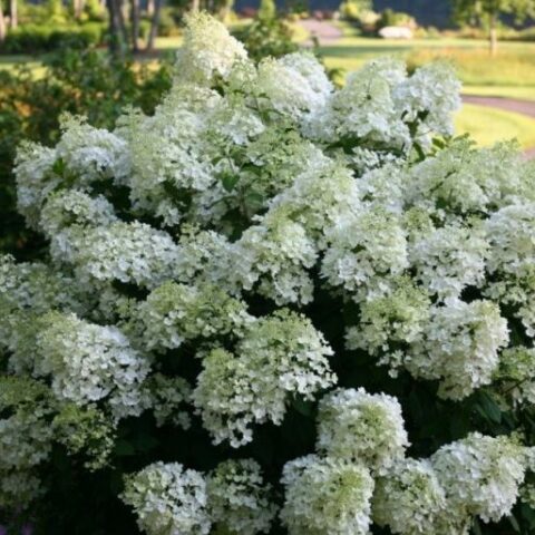 Hydrangea paniculata "Bobo" (Ortensia) [Vaso 18cm]