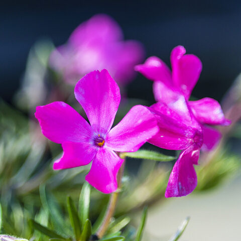 Phlox subulata "Mac Daniel's Cushion" [Vaso 18cm]
