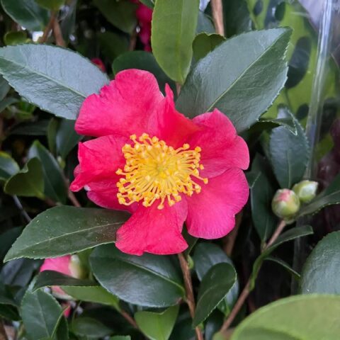 Camellia sasanqua "Yuletide" (Camelia di Natale) [Vaso 19cm]