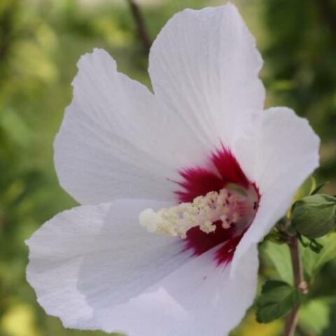 Hibiscus syriacus "French Point" (Ibisco) [Vaso 24cm]