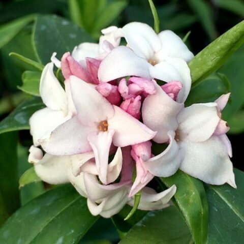 Daphne odora "Perfume Princess" [Vaso 17cm]