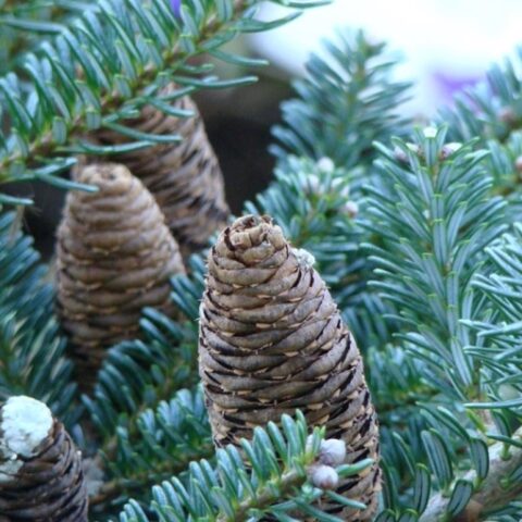 Abies koreana "Blue Emperor" (Abete) [Vaso 23cm]