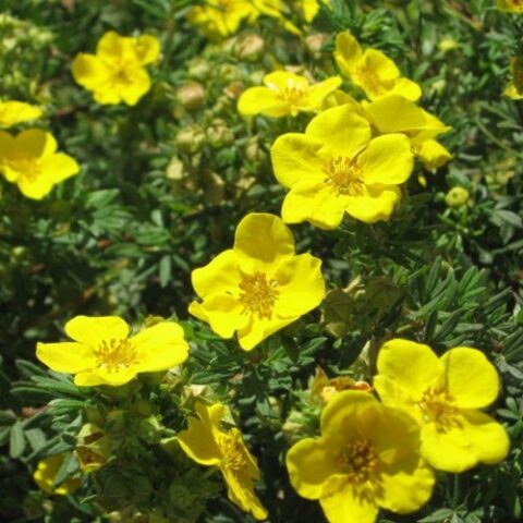 Potentilla fruticosa "Goldfinger" [Vaso 18cm]