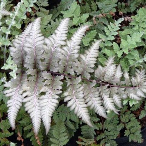 Athyrium niponicum pictum "Metallicum" [Vaso 14cm]