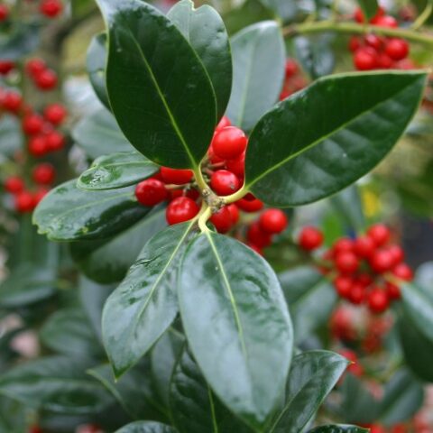 Ilex aquifolium "J.C. van Tol" (Agrifoglio) [Vaso 18cm]