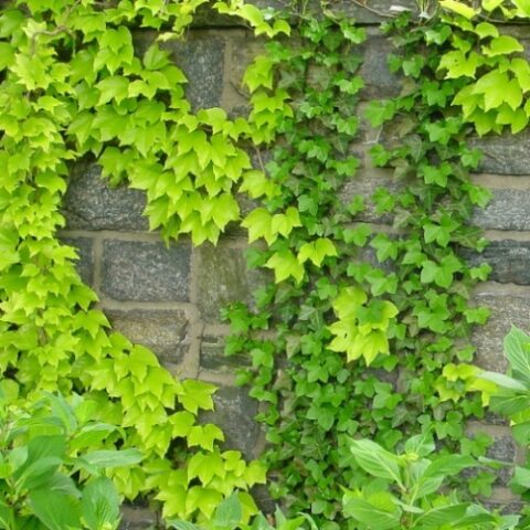 Parthenocissus tricuspidata "Fenway Park" (Ampelopsis, Vite Americana) [Vaso 15cm]