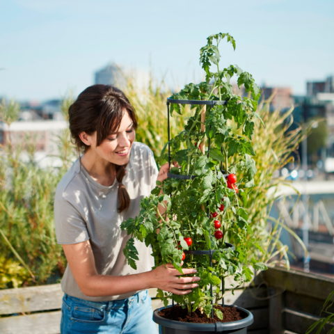 Vaso GREEN BASICS TOMATO POT - Elho