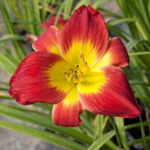 Hemerocallis "Christmas Is" [Vaso 18cm]