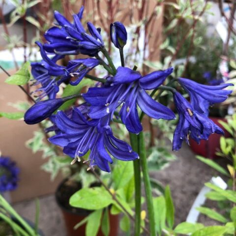 Agapanthus "Northern Star" (Agapanto) [Vaso 24cm]