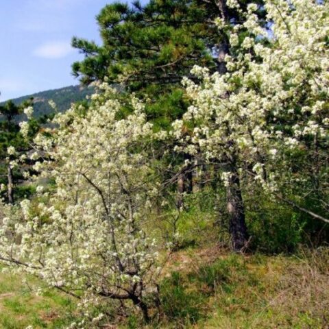 Amelanchier ovalis (Pero Corvino) [Vaso 24cm]