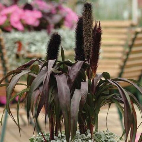 Pennisetum "Purple Baron" [Vaso 17cm]