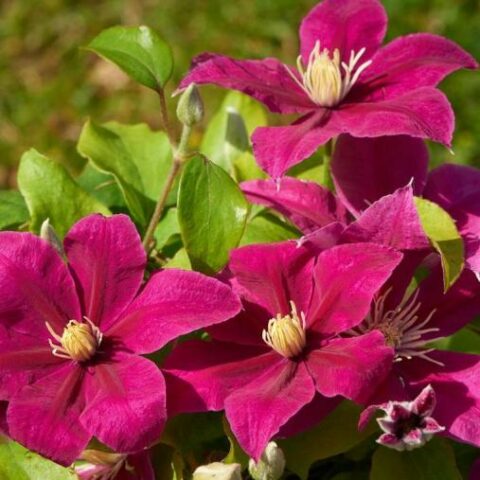 Clematis boulevard "Acropolis" (Clematide) [Vaso 15cm]