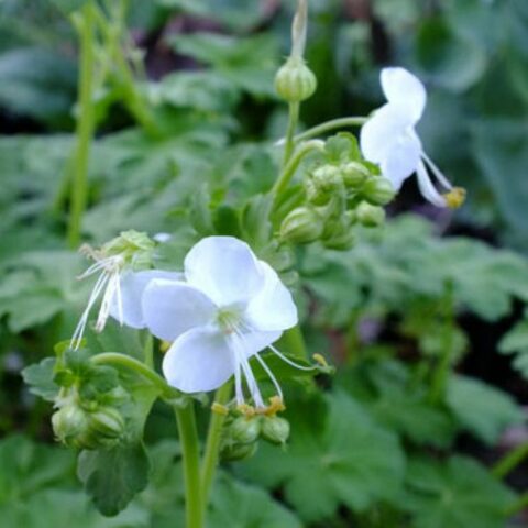 Geranium macrorrhizum "White Ness" [Vaso 10cm]