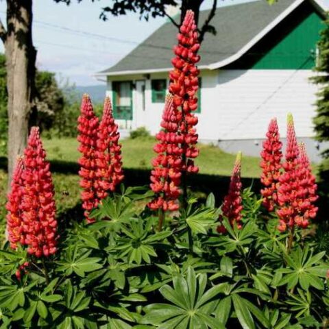 Lupinus polyphyllus "Red Shades" (Lupino) [Vaso 15cm]