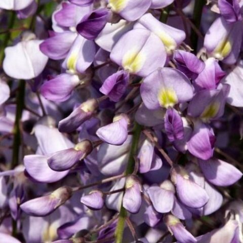 Wisteria sinensis "Prematura" (Glicine comune) [Vaso 20cm]