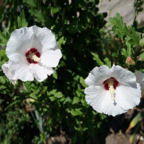 Hibiscus syriacus "Red Heart" (Ibisco) [Vaso 24cm]
