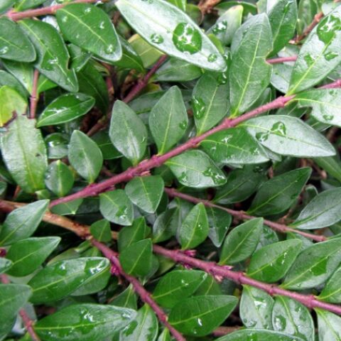 Lonicera nitida "Elegans" [Vaso 19cm]