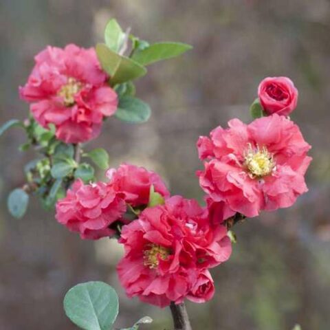 Chaenomeles speciosa "Pink Storm" [Vaso 23cm]