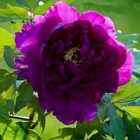 Paeonia"ShimadaijinPurple" (Peonia) [Vaso 11cm]