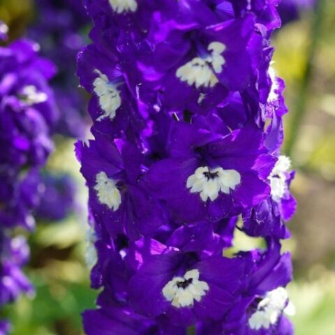 Delphinium pacific "Dunkelblau-Weiss" (Delfinio) [Vaso 10cm]