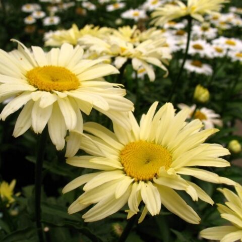 Leucanthemum x superbum "Goldfinch" [Vaso 10cm]
