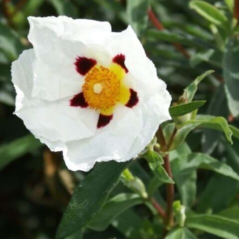 Cistus x purpureus "Alan Fradd" (Cisto) [Vaso 18cm]