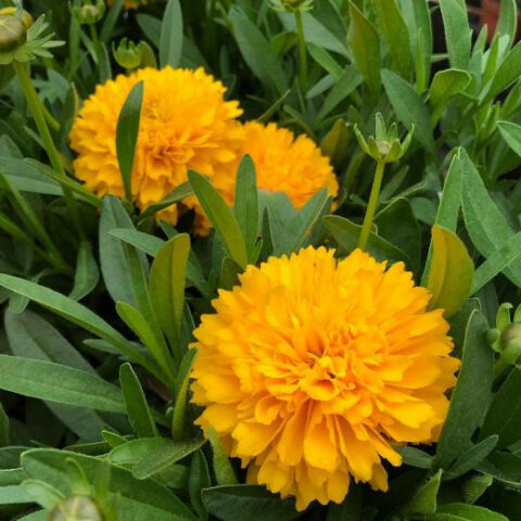 Coreopsis grandiflora [Vaso 14cm]