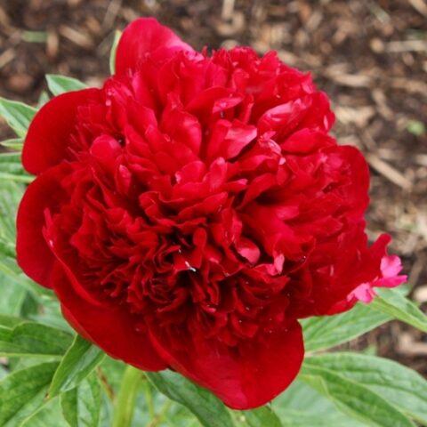 Paeonia x lactiflora "Red Charm" (Peonia) [Vaso 12cm]