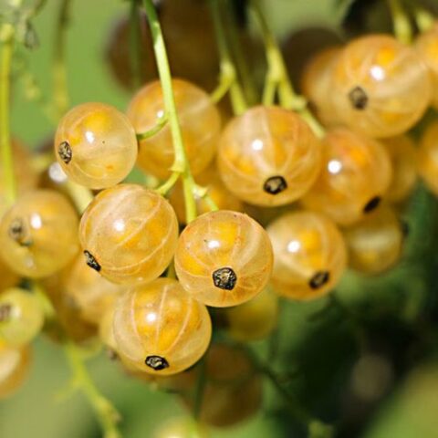 Ribes Bianco "Blanka" [Vaso 15cm]