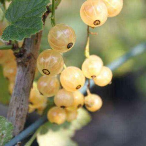 Ribes Bianco "Werdavia" [Vaso 12cm]