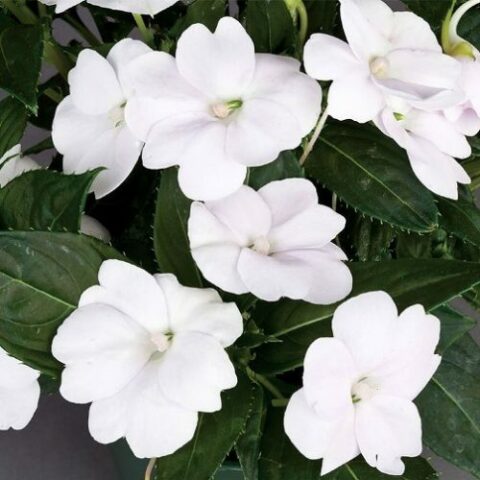 Sunpatiens "Compact White" [Vaso 14cm]